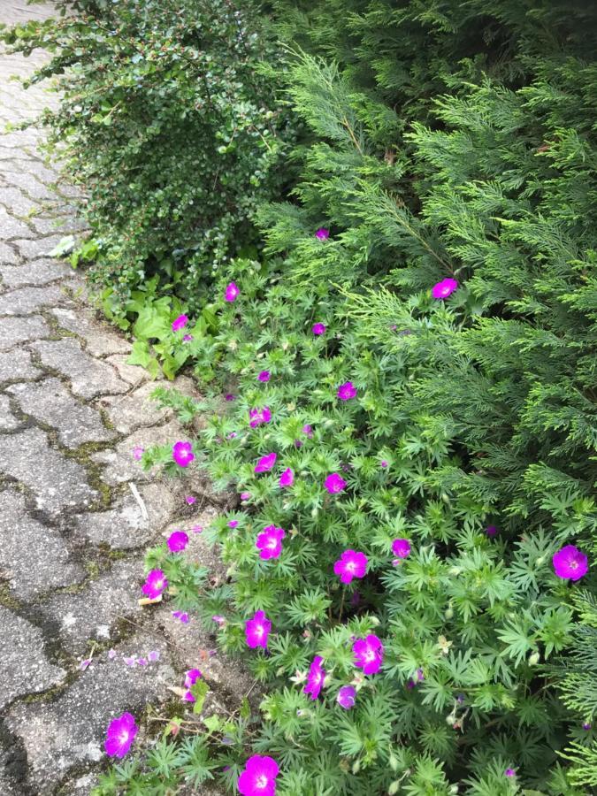Appart Les Cerises Entre Strasbourg Et Haguenau Бишвиллер Экстерьер фото